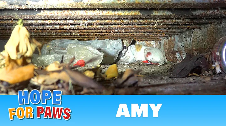 Hope For Paws: Amy - an injured Chihuahua hiding f...