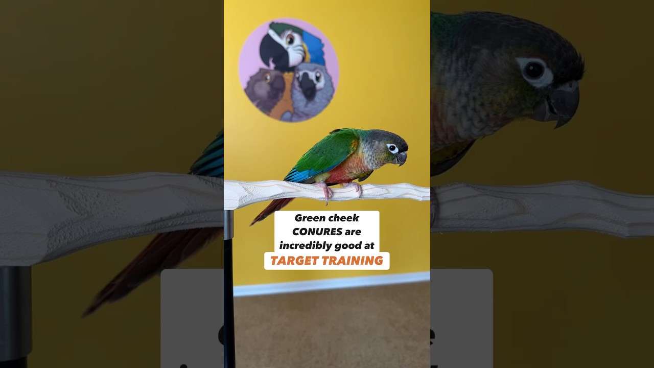 Green Cheek Conures are Incredibly Good at Training! #parrot #parrots ...