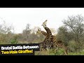 Male giraffe makes remarkable recovery after being brutally knocked out twice by his opponent.