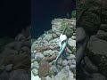 Dancing Fish || Baby Shark #Oceanário de Lisboa