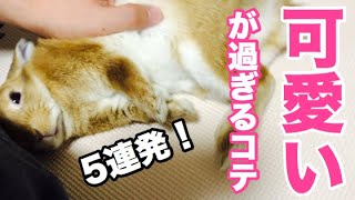 甘えん坊うさぎ！一晩にコテっを5回もする #354