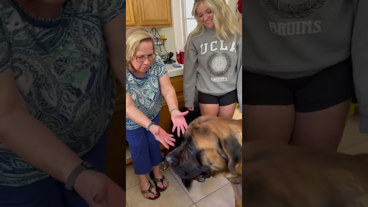My HUGE Puppy Was Scared of Grandma! Meeting for the first time 