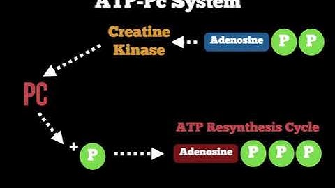 Anatomy - ATP Pc Energy System