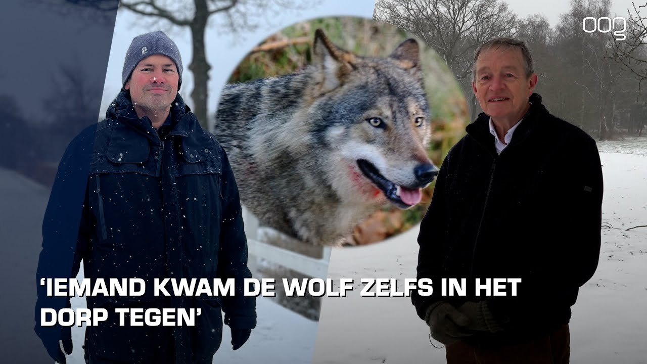 Vrolijk rennende wolf op golfbaan Glimmen gaat rond op sociale media