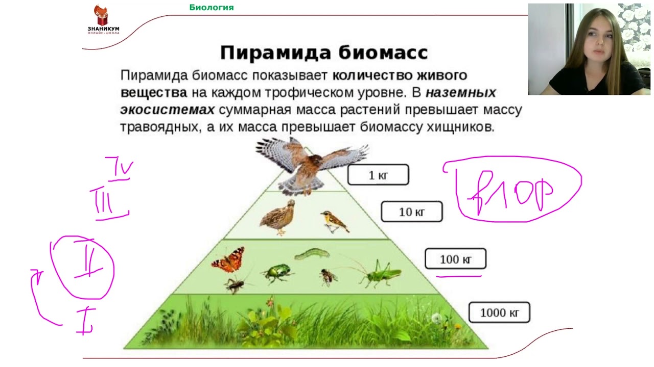 Биология Пищевые цепи - YouTube