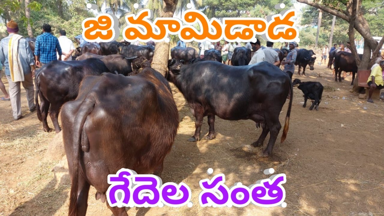 G MAMIDADA BUFFALO MARKET PART 2