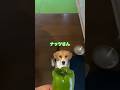 ピーマンが大好きなビーグル犬#いぬ #ピーマン