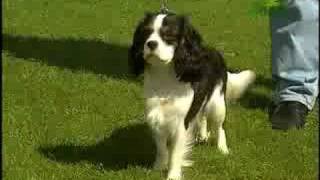 Breed All About It  Cavalier King Charles Spaniel