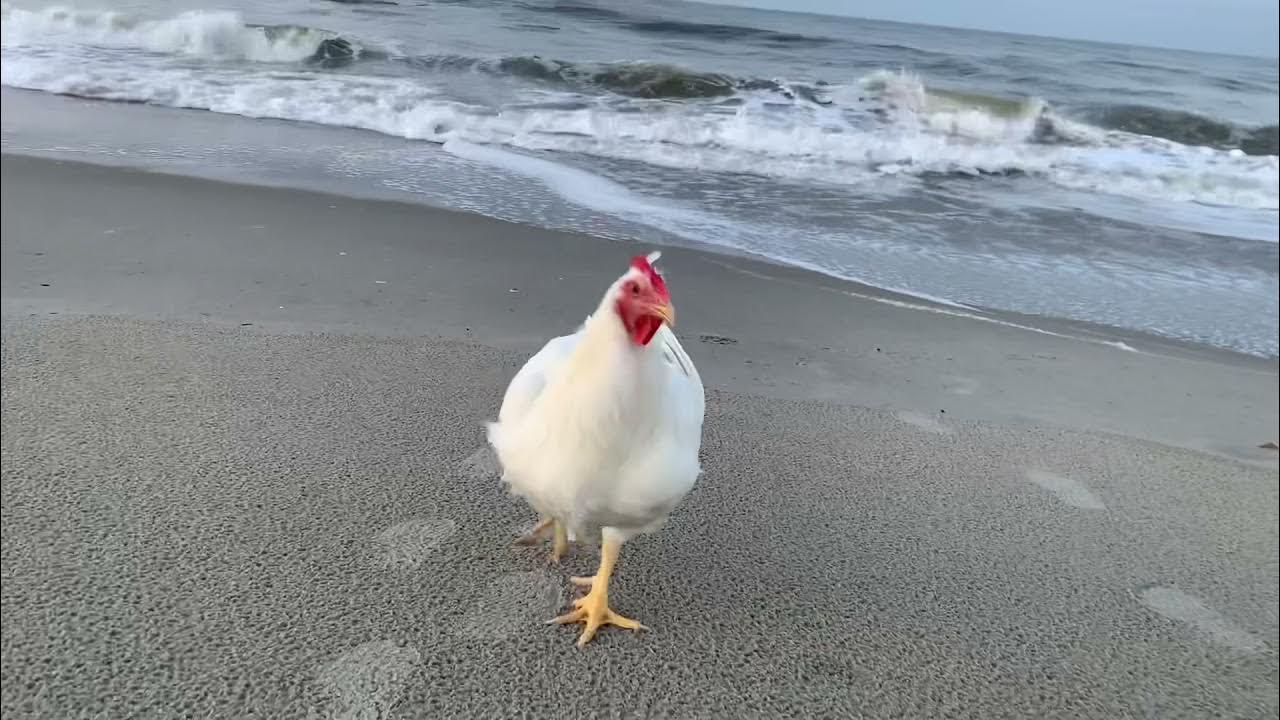 Boo at the beach! YouTube