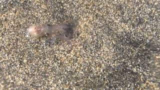 Baby octopus walking on the beach