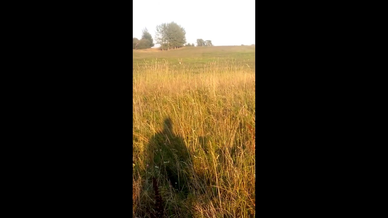 Жаль нет ружья №2 - YouTube