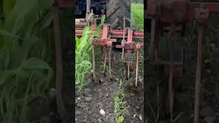Case ih 433 Ihc mit Eigenbau Hackgerät beim Mais Hacken, Unkrautbekämpfung #bio #ackerbau #farmer