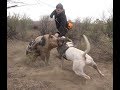 Wild Boar Hunting with dogs Action Compilation part 2