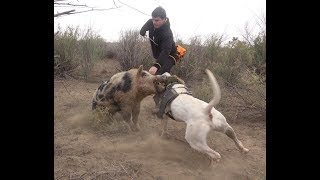Wild Boar Hunting with dogs Action Compilation part 2