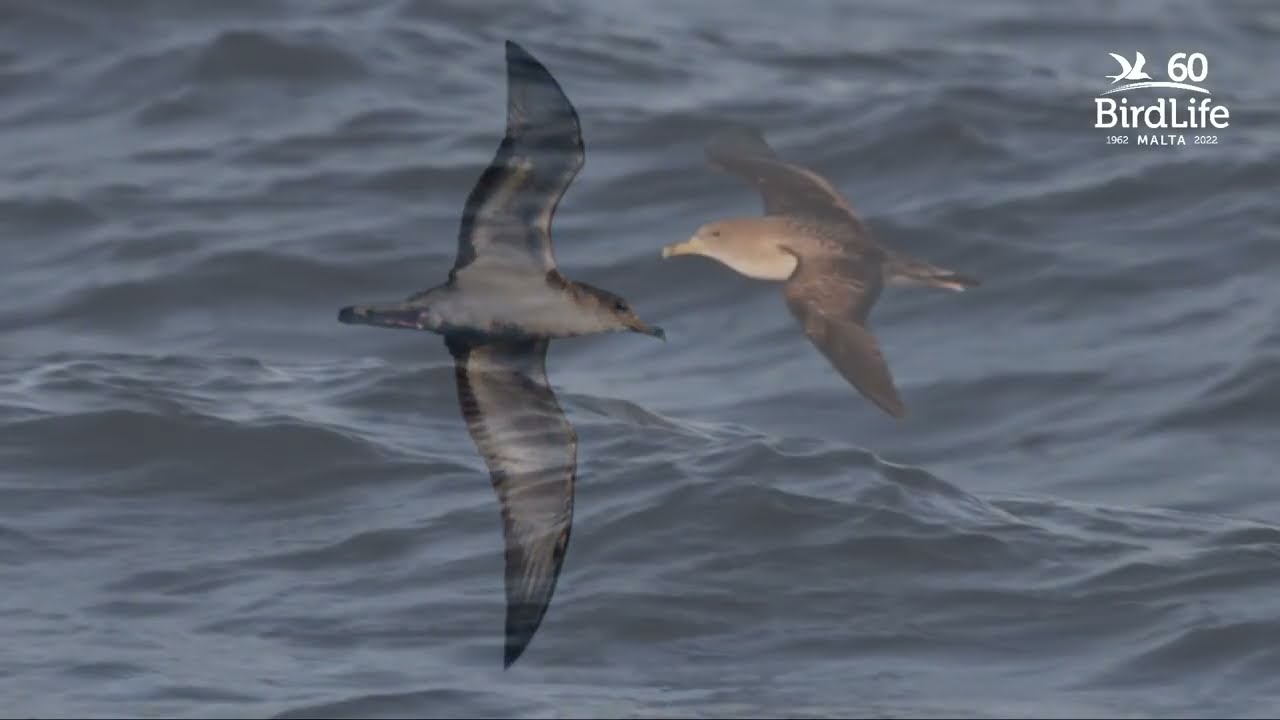 BirdLife Malta Kids Birding Club Shearwater Boat Trip