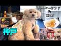 【愛犬とお出かけ】神戸を満喫する大きいトイプードル【神戸ハーバーランド】【デカプー】【トイプードルのロアくん】
