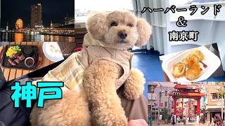 【愛犬とお出かけ】神戸を満喫する大きいトイプードル【神戸ハーバーランド】【デカプー】【トイプードルのロアくん】