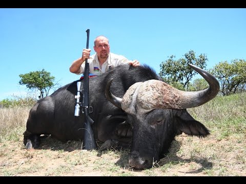 Buffalo hunt 2011/охота на буйвола ЮАР 2011