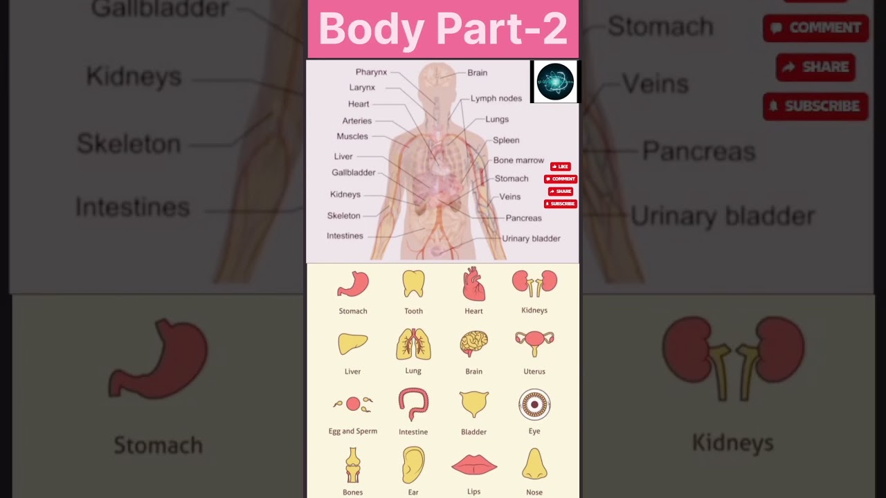Body Parts-2 || Ali GS Research Centre || Shorts