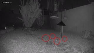 Surveillance video captures roof rat infestation at Ahwatukee home