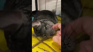Nimbus The Chinchilla