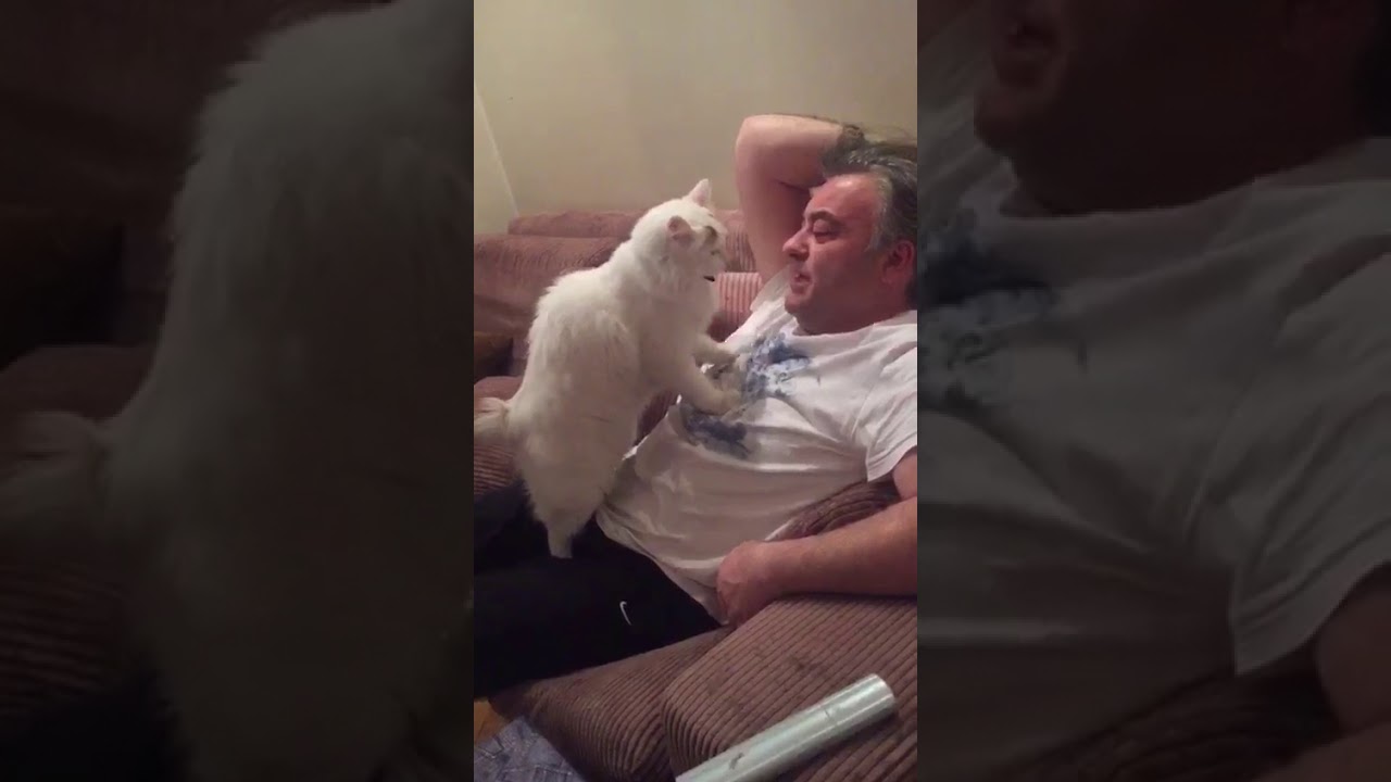 Misket den babiskosuna masajı, akıllı kedi, masaj kedisi