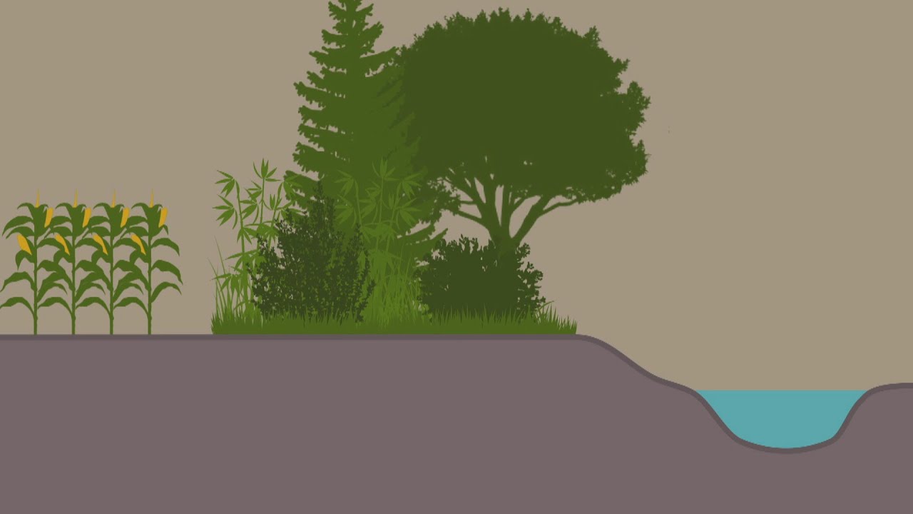 La semaine verte | De quoi devraient être composées les bandes riveraines modèles?