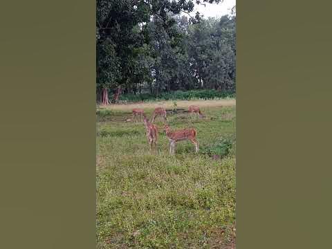 Deer fawn is milk feed. 24 November 2022 @ kanha National park Madhya