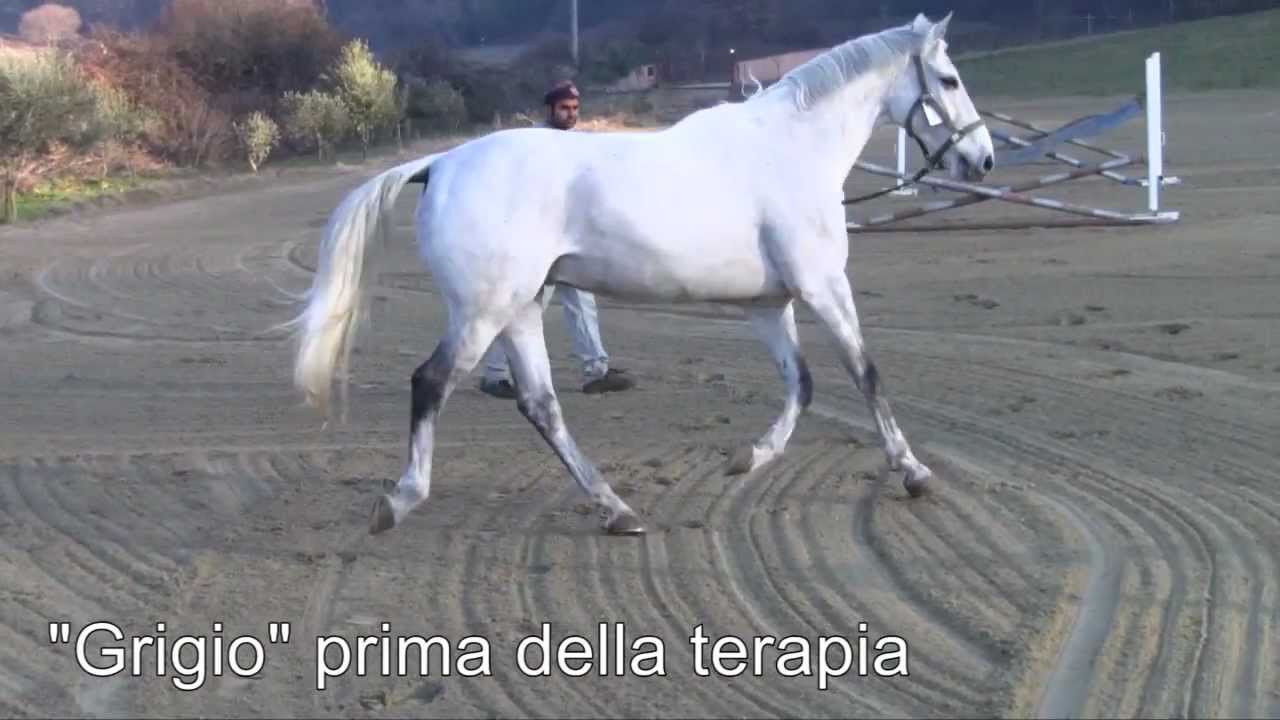 Cavallo con rottura del legamento collaterale - Cellule staminali del sangue
