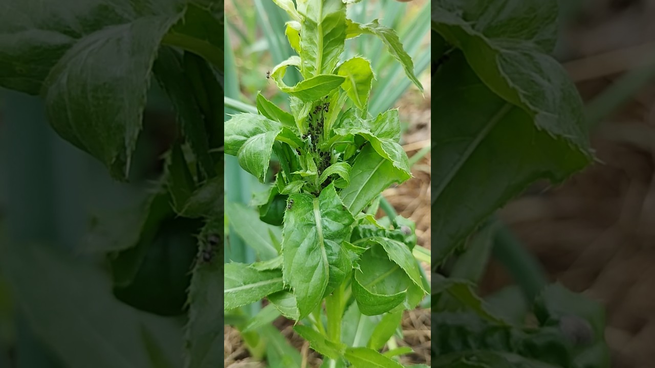 Чтобы тля не мешала растениям. 