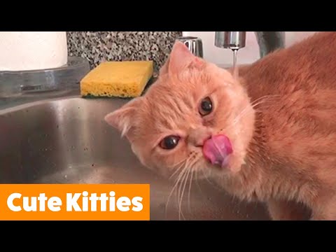 silly-&-clumsy-cat-bloopers-|-funny-pet-videos