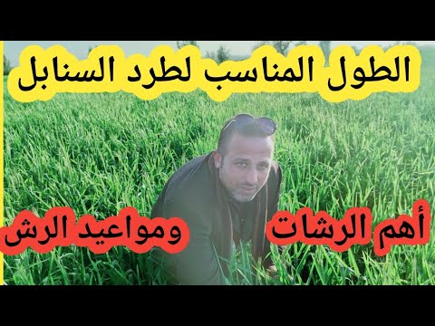 الطول المناسب لطرد سنابل القمح وأهم الرشات ومواعيد الرش