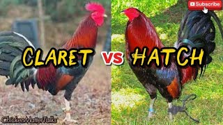 Claret vs Hatch Gamefowl | Key Differences Every Breeder Should Know