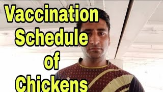Vaccines in Poultry || Chicken Vaccines Schedule