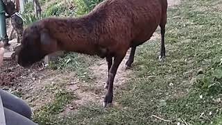 Ema Potočnik - Kamerunska ovca