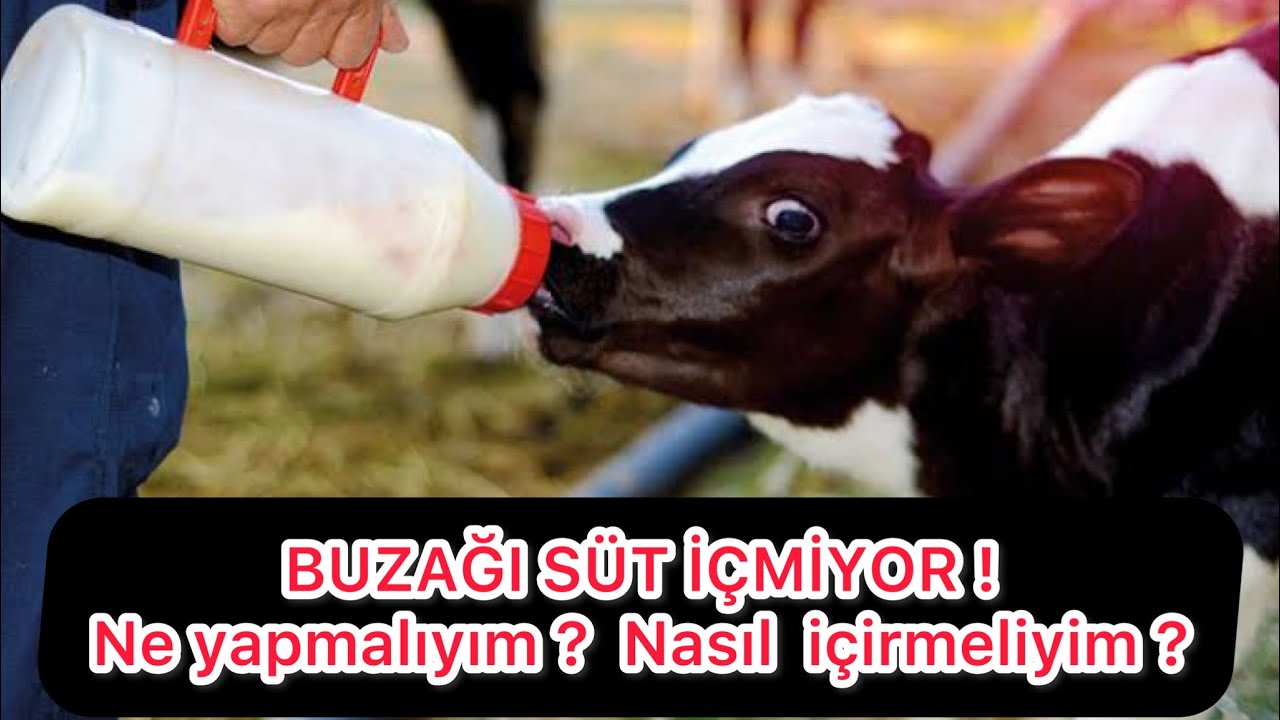 BUZAĞI SÜT İÇMİYOR !!! ne yapmayalım? nasıl içirmeliyim? savaşdursun abiii ??? #buzağısütiçmiyor