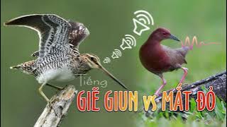 Tiếng Giẽ Giun và Mắt Đỏ 2021