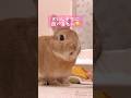 お年玉(オヤツ)を貰ったウサギさん🐰 #うさぎのうい #bunny #shorts