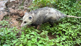 Dodger released today! ##follow #viral #animal #cute #love #wildlife #trending #possum #car #rehab