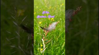 BIODIVERSITY AT THE MEADOWS #wildflowers #pollinators #meadowwalker #meadows #nature