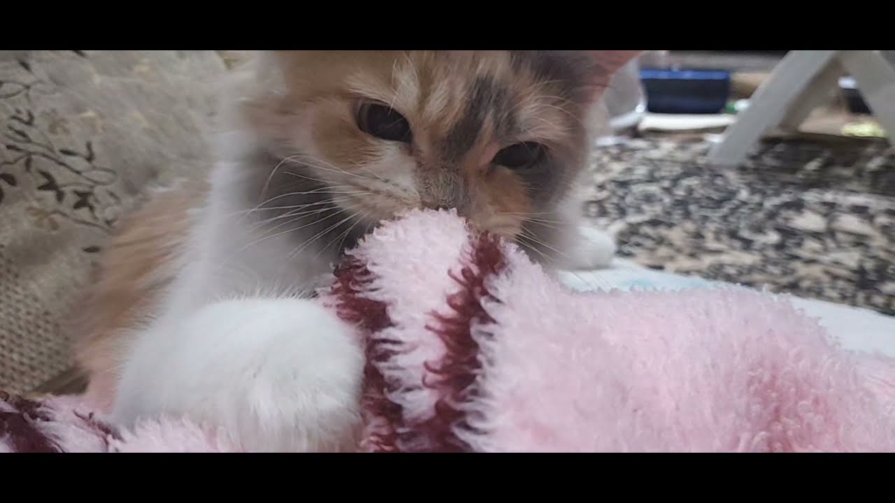 Cat bites her owner's feet
