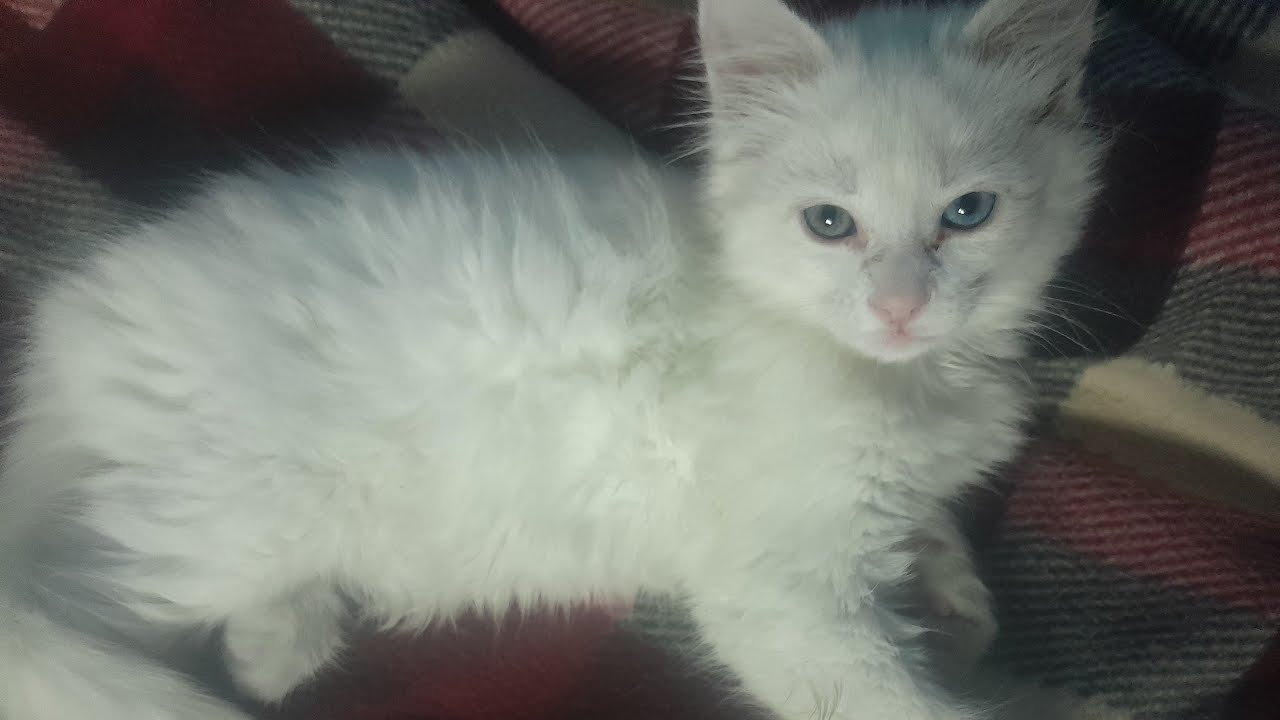 مبروك عليا5000k🥰😍😅😂🤣