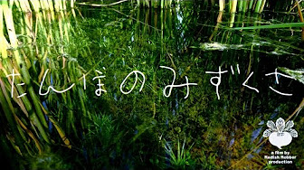 田んぼパトロール 水草採取 ガサガサ Youtube