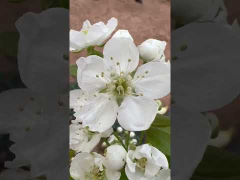 جمال أزهار الكمثرى 