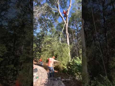 Natural Crotch Rigging 🔥