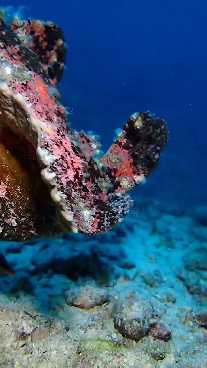 Wow Lucunya, Frogfish/ikan kodok lagi menyamar untuk menangkap mangsa#frogfish#shorts @ARDIKARAFA
