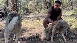 KANGAL ÇAVUŞ VE HAYDUT DIŞI KURT BOĞMUŞ