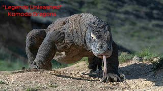 (4K) 'Legends Unleashed: Komodo Dragons, Titans of the Indonesian Isles' by CuteQuartersTV 686 views 5 months ago 2 minutes, 15 seconds