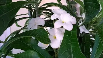 Como enraizar galho de jasmim do Caribe?
