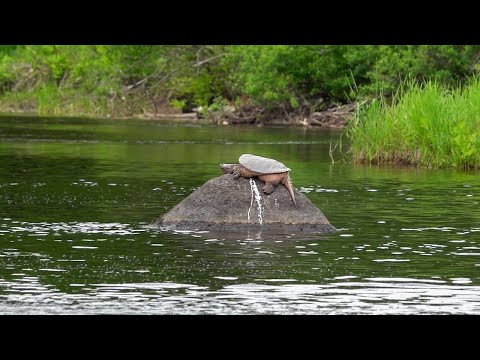 Snapping Turtle 10 June 2020